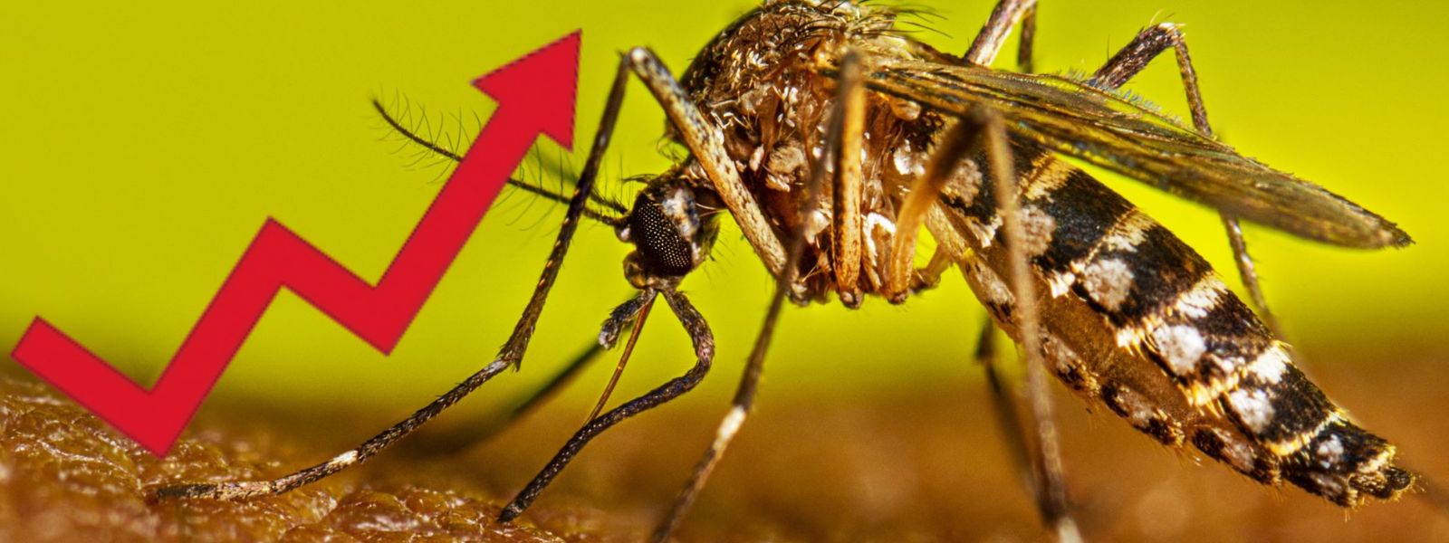 Health Ministry Reports Dengue Increase